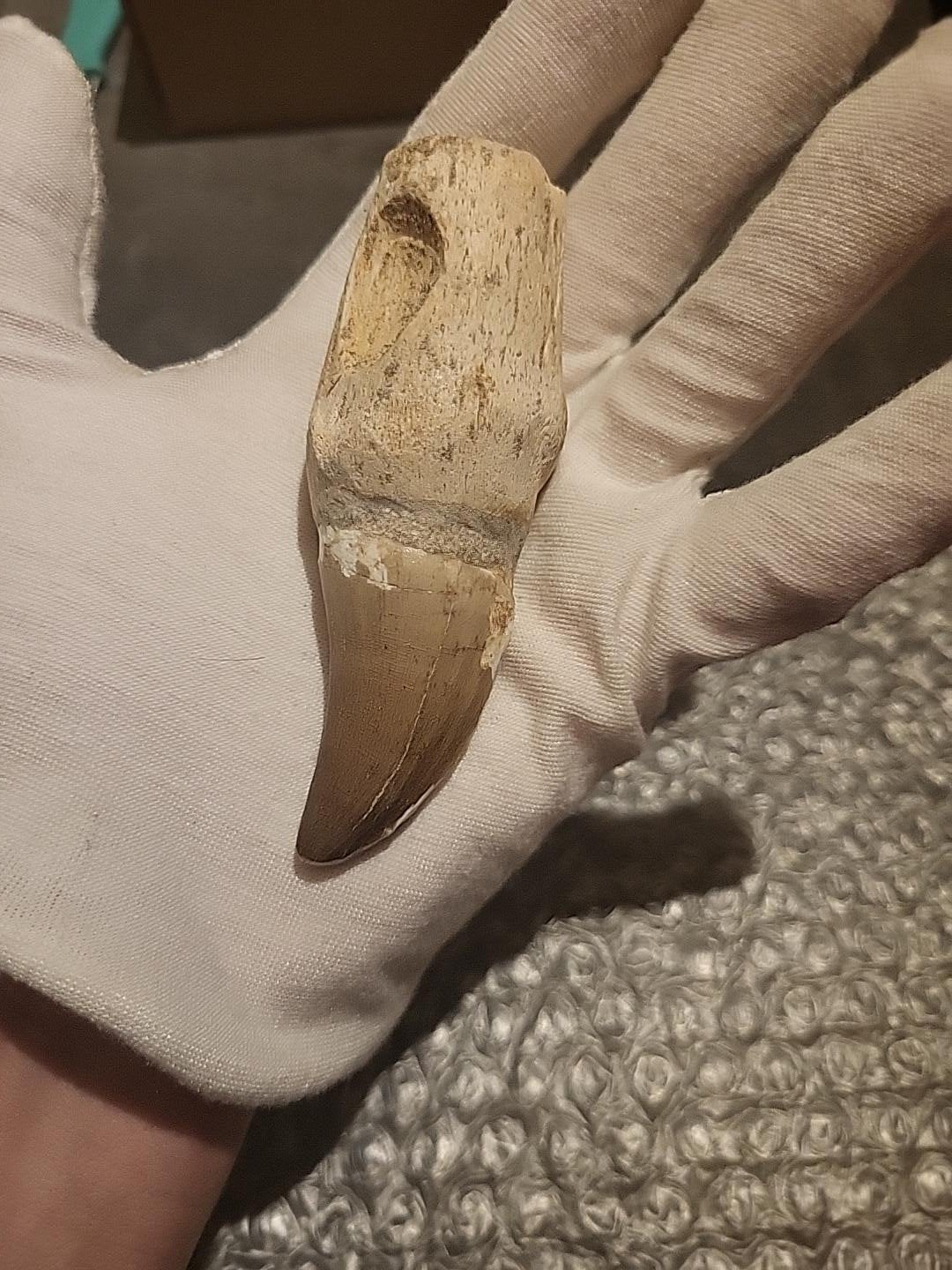 Dent fossile de mosasaure 10 cm – Mosasaurus hoffmannii – Ma, Enlèvement ou Envoi, Fossile