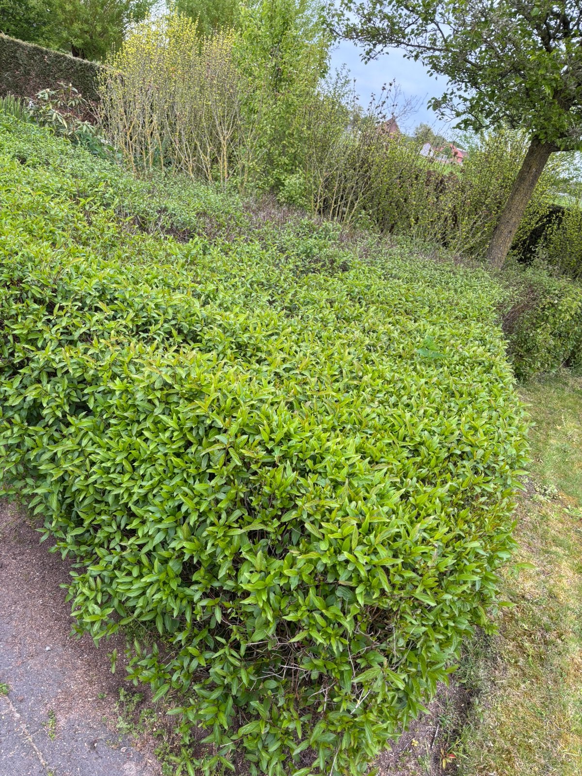 Gratis struiken allerlei, Ophalen