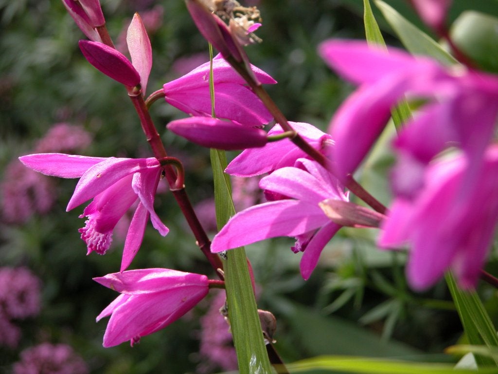 bletilla, Ophalen