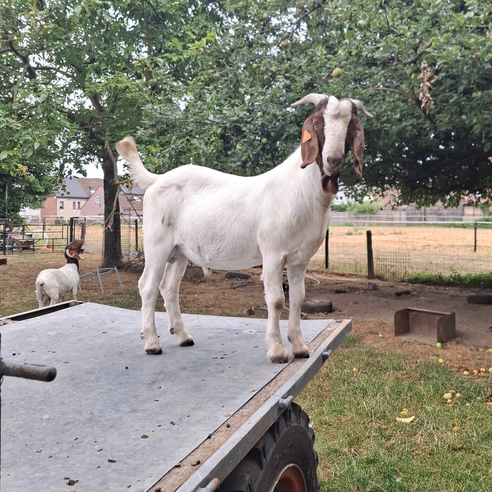 boergeit bok, Dieren en Toebehoren