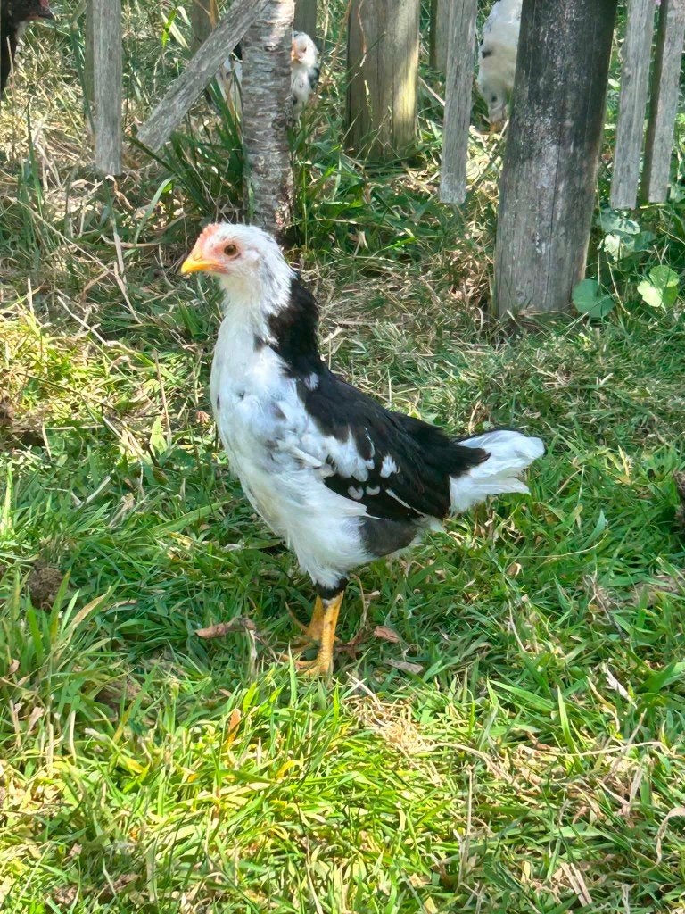 Leghorn bonte (excelsiors), Dieren en Toebehoren, Pluimvee, Meerdere dieren, Kip