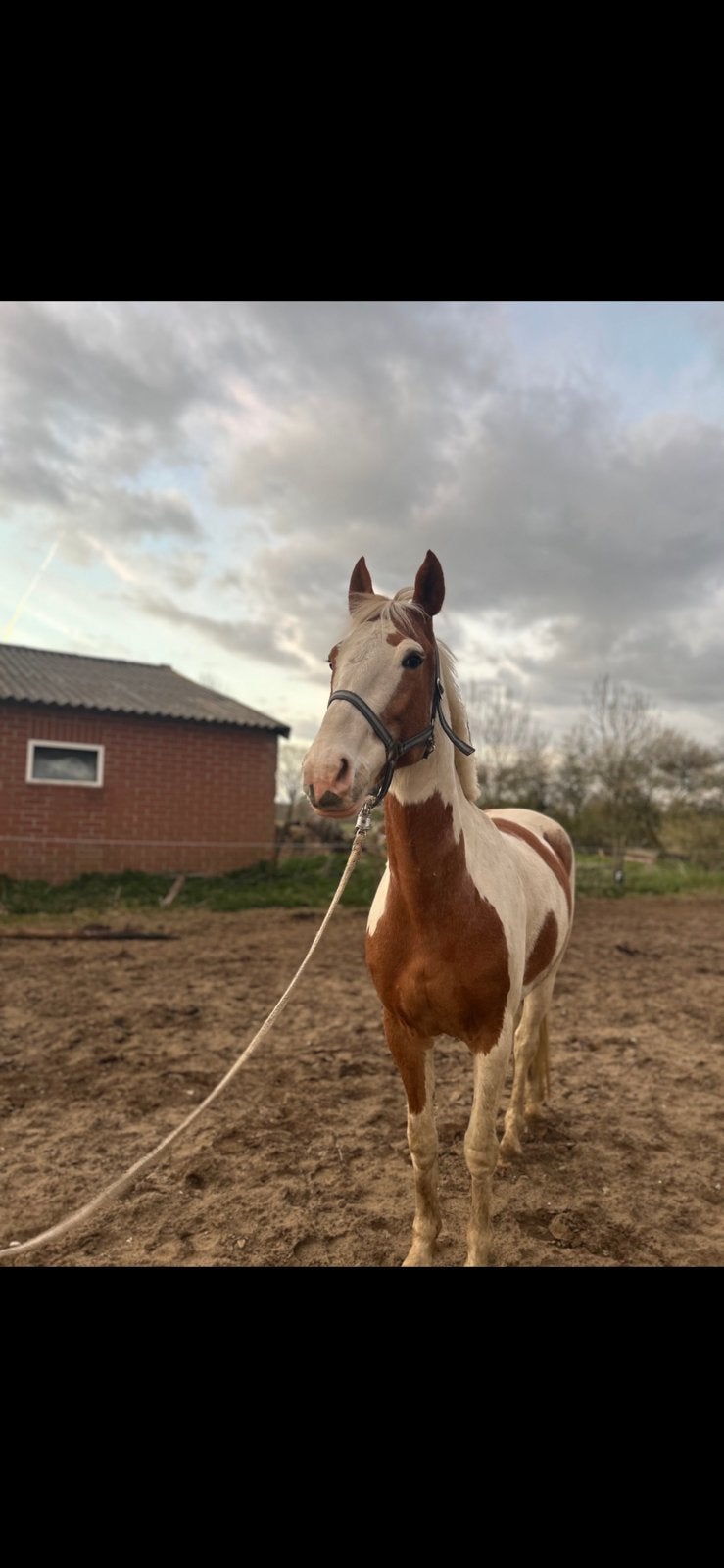 Mooie pony te koop, Animaux & Accessoires, Jument, M