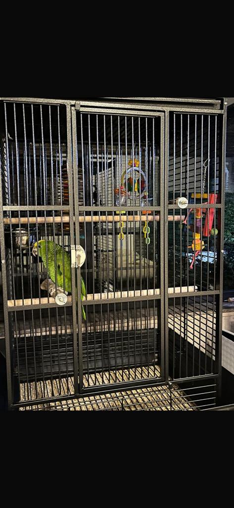 Tamme Dubbele Geelkop Amazone Papegaai + Grote Kooi, Dieren en Toebehoren