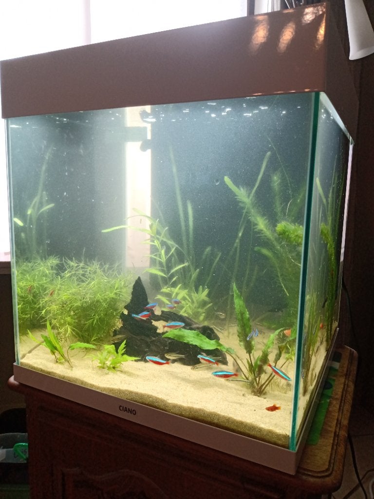 Aquarium 53 L (Luxe edition), Animaux & Accessoires, Enlèvement, Chauffage, Neuf, Aquarium d'eau douce rempli