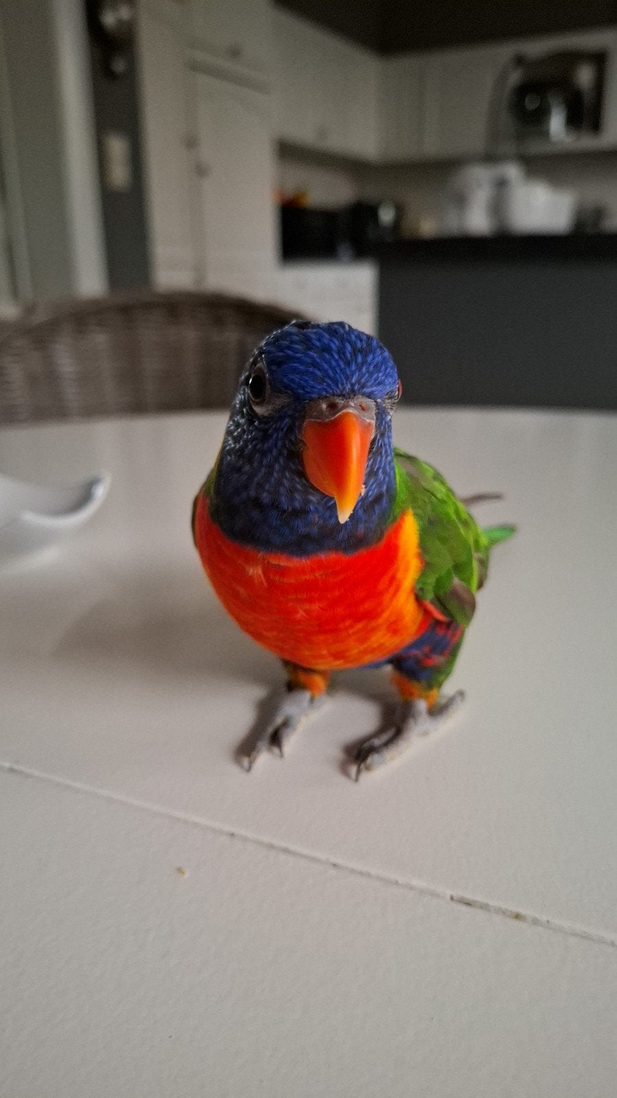 loli vogels loli vogels