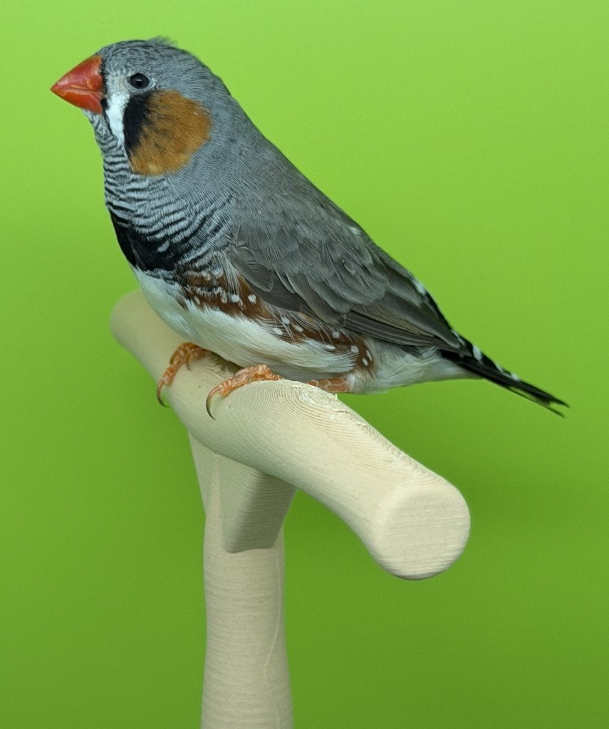Zebravink - zebravinken van 2026, Dieren en Toebehoren, Meerdere dieren, Tropenvogel, Geringd