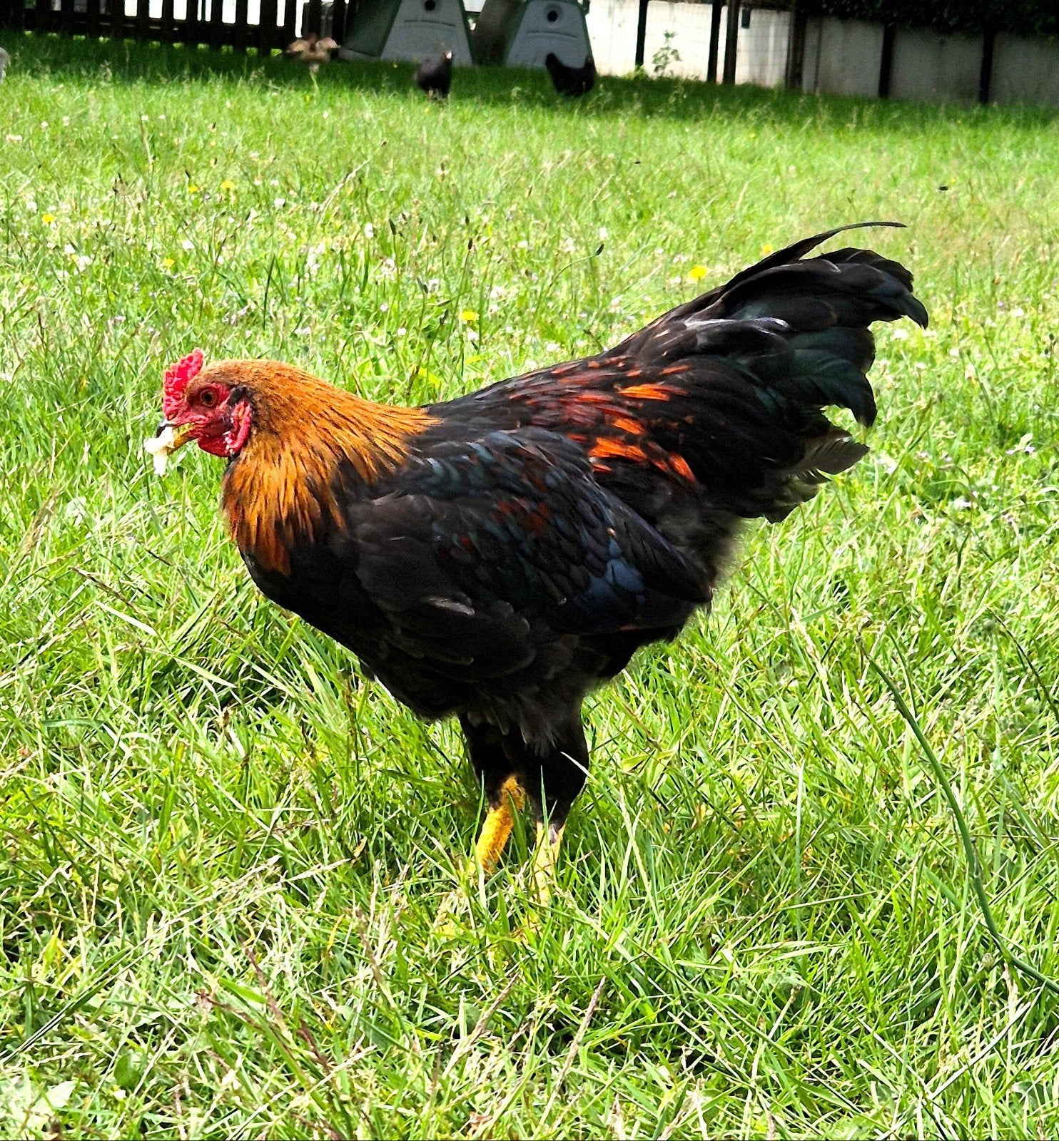 Araucana hanen -GRATIS-, Dieren en Toebehoren, Pluimvee