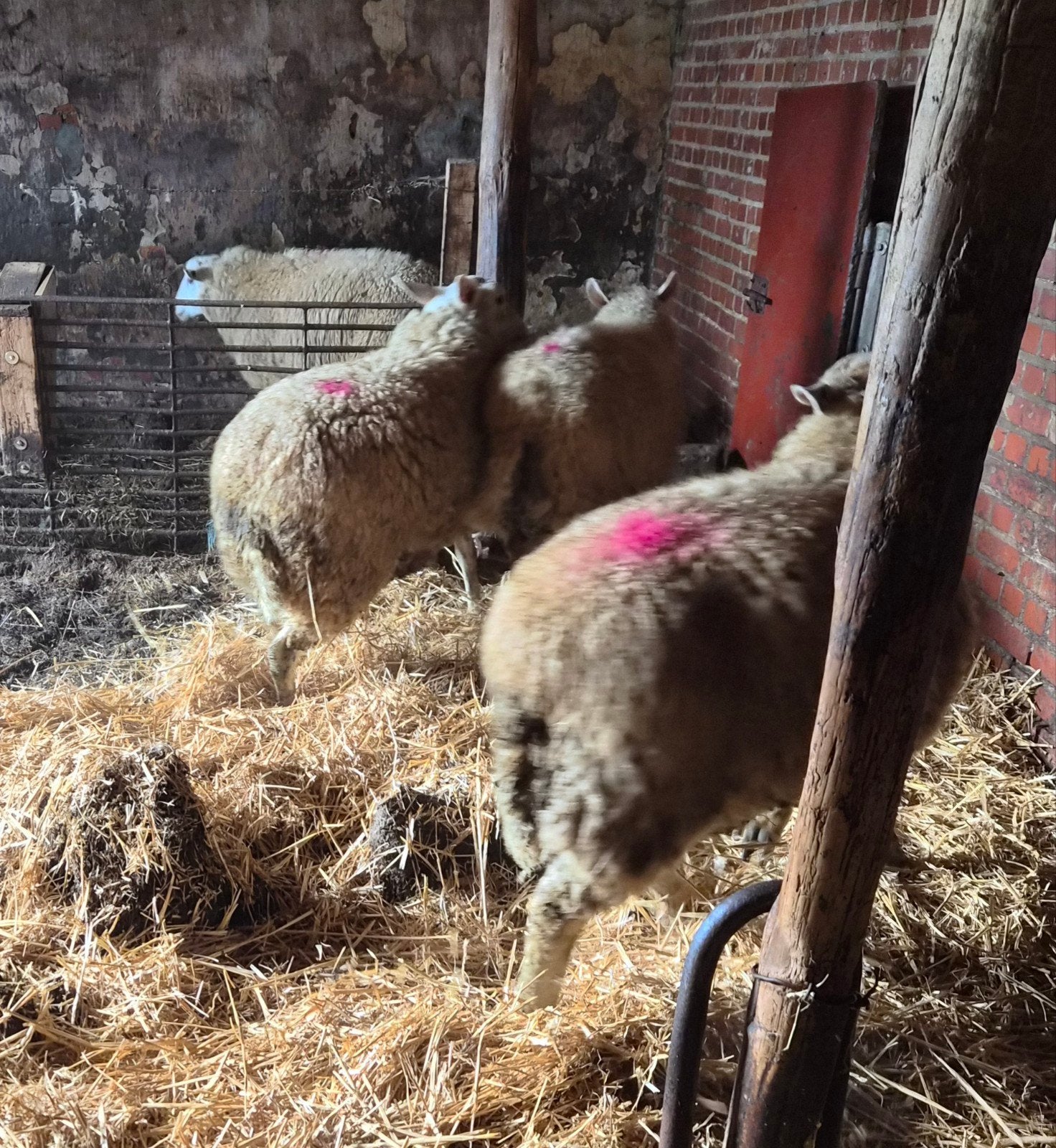 te koop 3 rammen en 3 lammeren, Dieren en Toebehoren