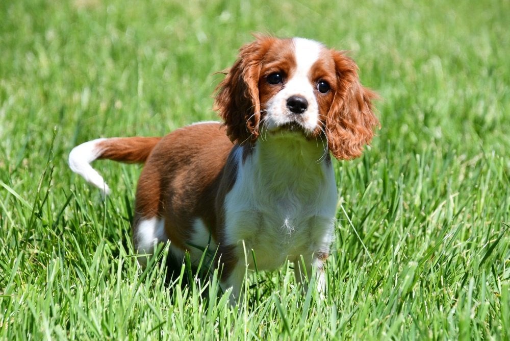 Chiots Cavalier King Charles à vendre