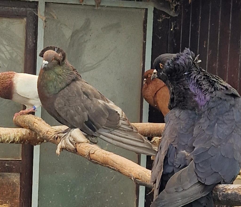 Pigeon géant hongrois, Bagué