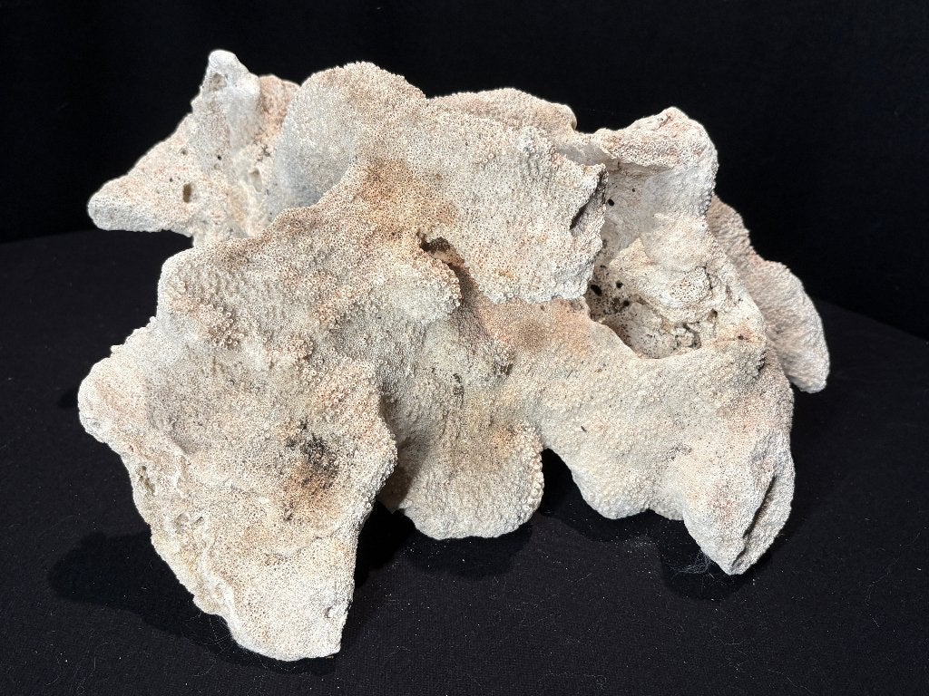 Corail blanc naturel, Enlèvement ou Envoi, Minéral