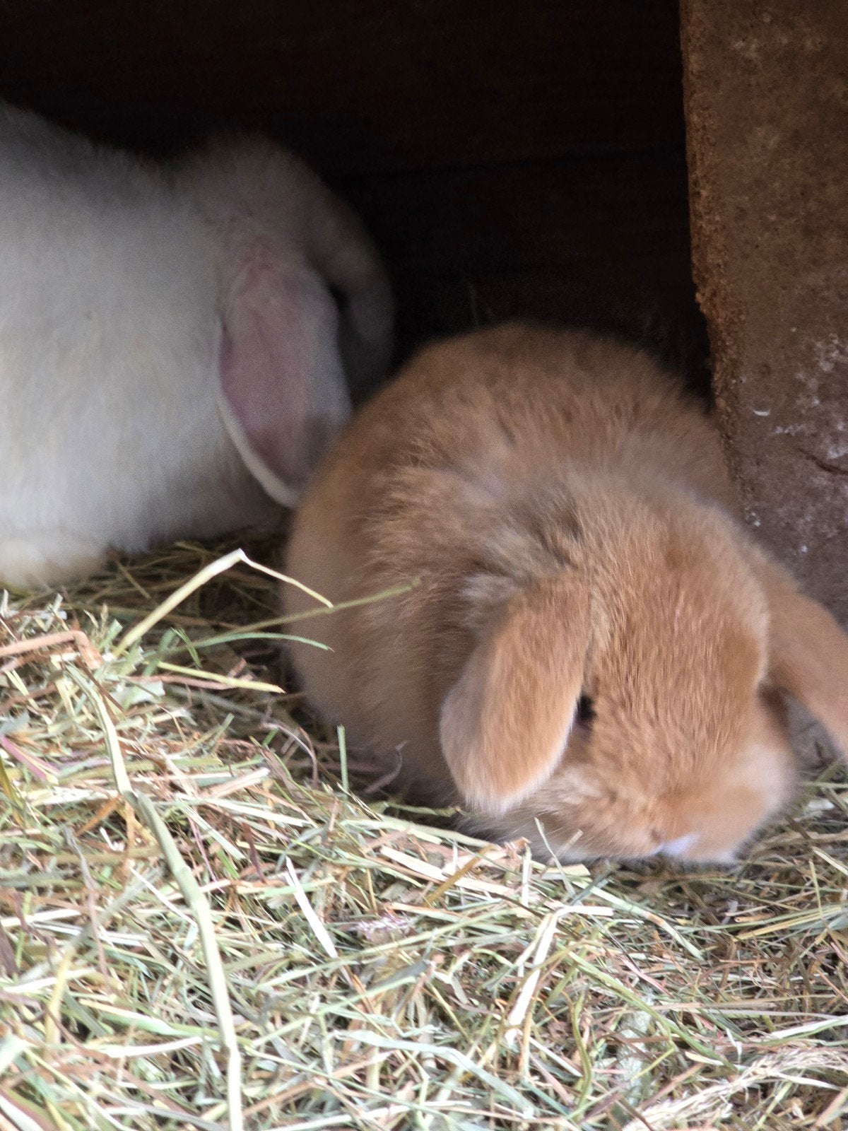 minilops konijntjes, Dieren en Toebehoren