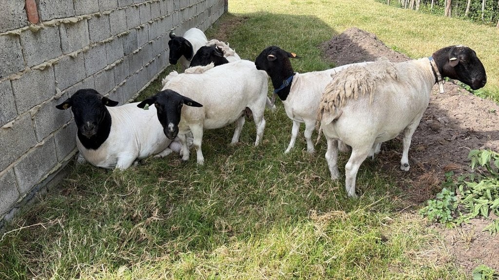 Weide gezocht (omgeving Lichtervelde), Dieren en Toebehoren