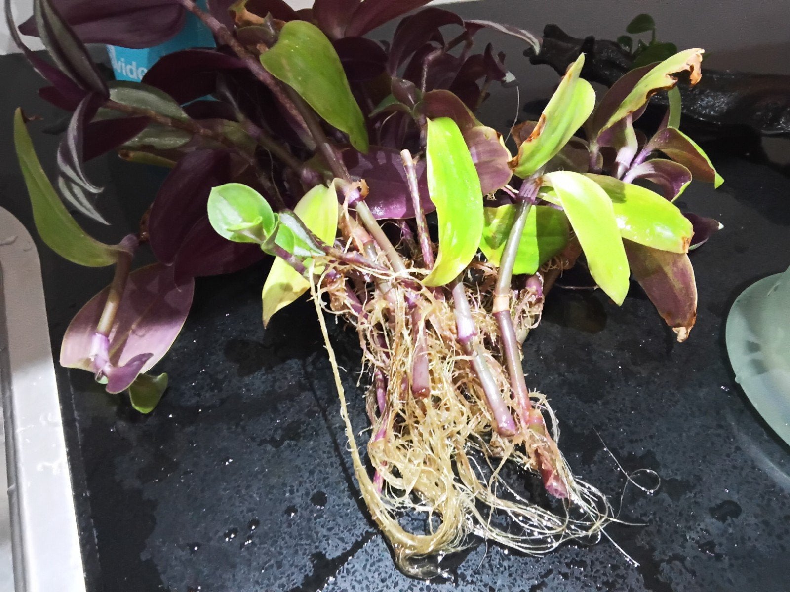 Semis de Tradescantia - Variante violette et verte, Plante à fleurs, Enlèvement ou Envoi, Ombre partielle, Moins de 100 cm