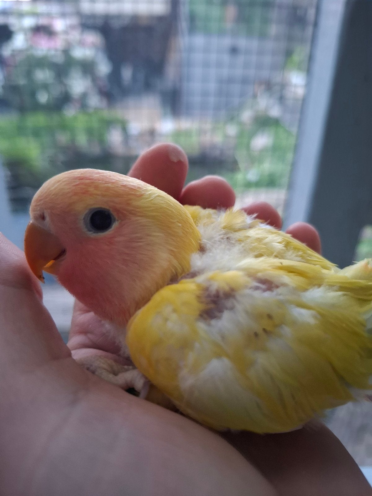 agapornis roseicollie babys handtam pallid, Dieren en Toebehoren, Vogels | Parkieten en Papegaaien