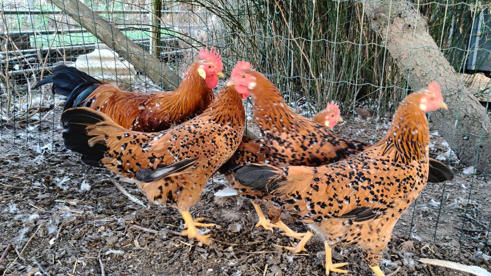 kweektoom Leghorn Porselein (5 + 1), Dieren en Toebehoren, Pluimvee, Meerdere dieren, Kip