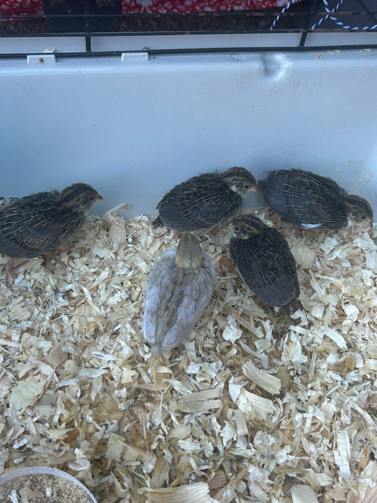 Chinese dwergkwartels te koop, Animaux & Accessoires, Oiseaux | Oiseaux Autre, Sexe inconnu