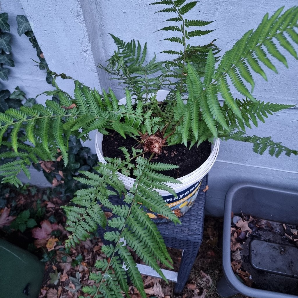 Grote meerjarige tuinplant Varen in grote kweekpot, Tuin en Terras, Ophalen of Verzenden, Vaste plant, Varens