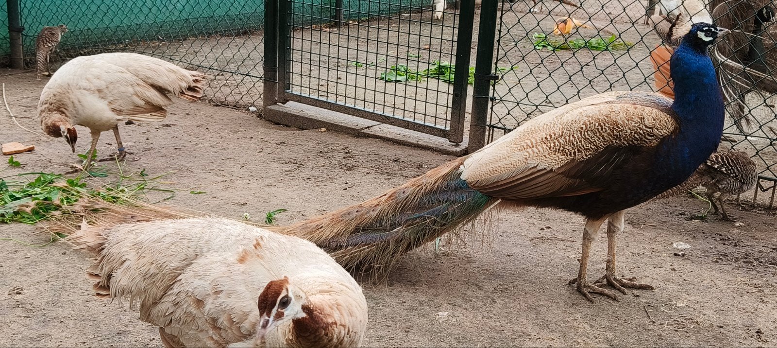 1 violet hen en èèn purple haan. De hen is geleewiekt, Dieren en Toebehoren