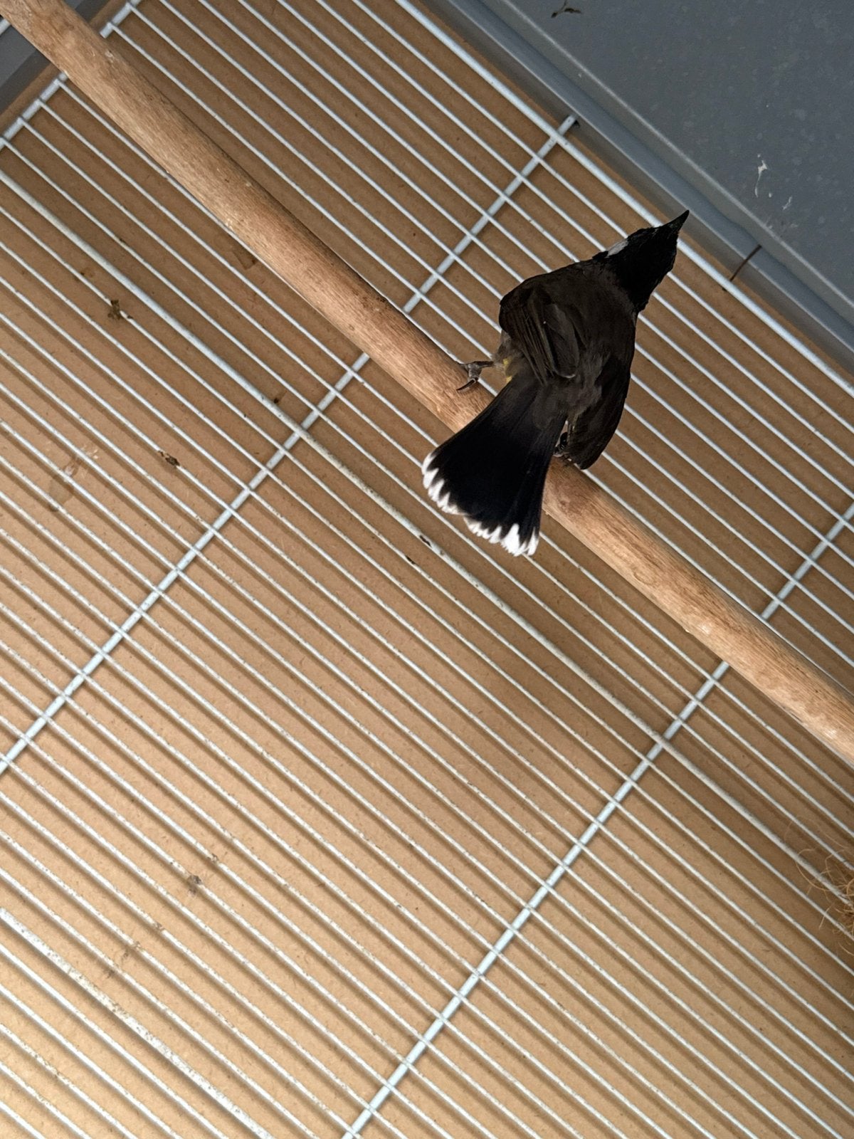 Himalaya XXL bulbul, mannetje, Oiseau