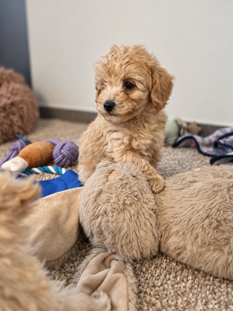 Mooie dwergpoedel pups, Poedel, België, CDV (hondenziekte), 8 tot 15 weken