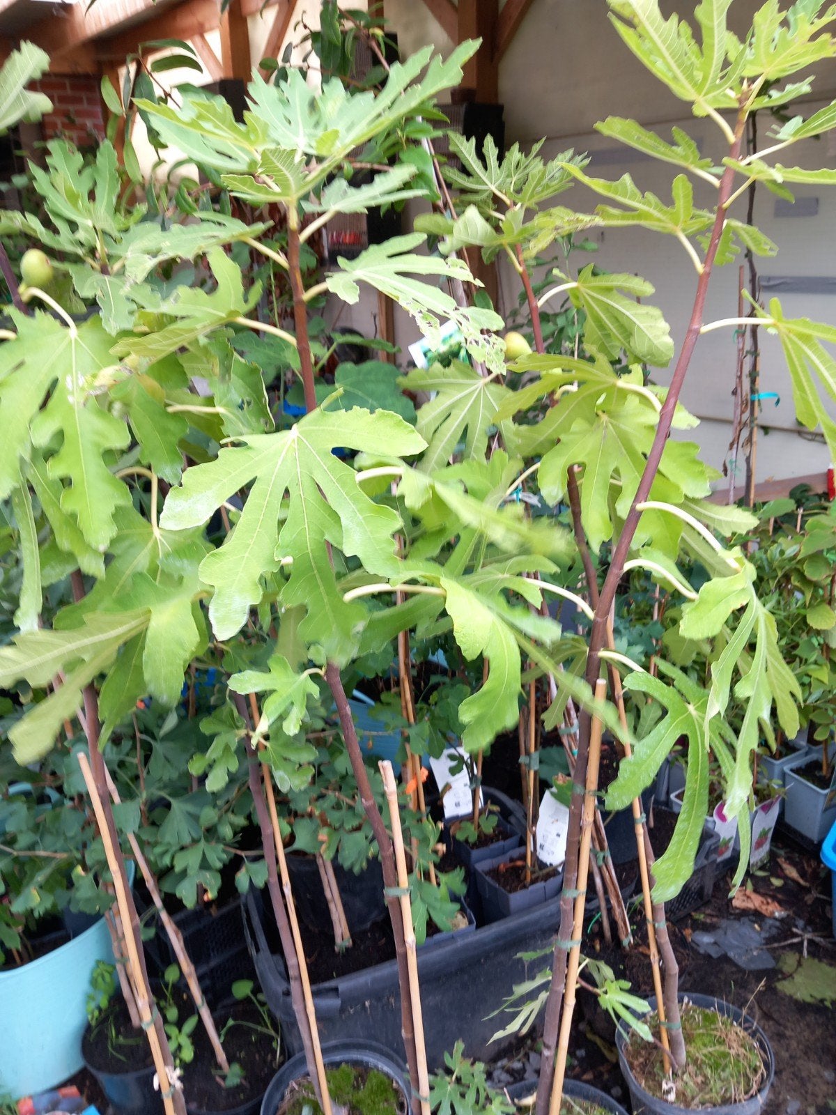 PRACHTIGE VIJGENBOOMPJES 1,5 METER, HONINGVIJGEN, 18€/STUK, Tuin en Terras, Planten | Fruitbomen, Lente, Volle zon, In pot, Ophalen of Verzenden