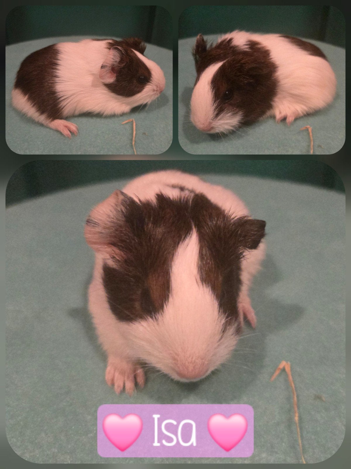 Cavia Beertjes en Zeugjes! Tam!, Domestique, Septembre, Plusieurs animaux, Cobaye