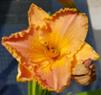 Hemerocallis - Fulva Kwanso Plen, Enlèvement, Été, Plante fixe, Plein soleil