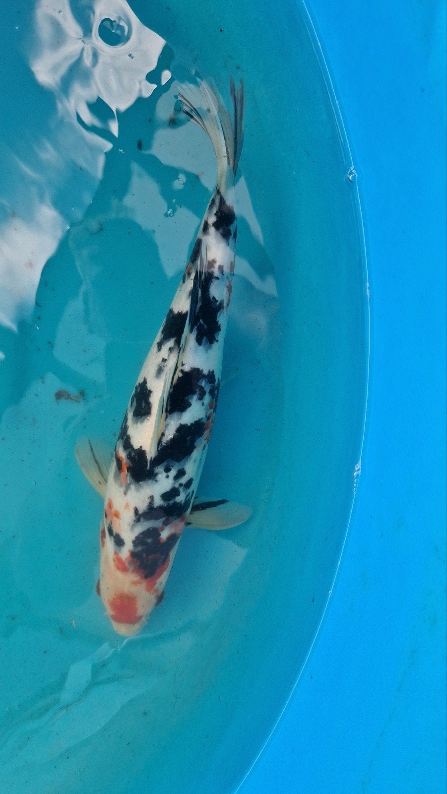 Sanke japanse koi., Dieren en Toebehoren