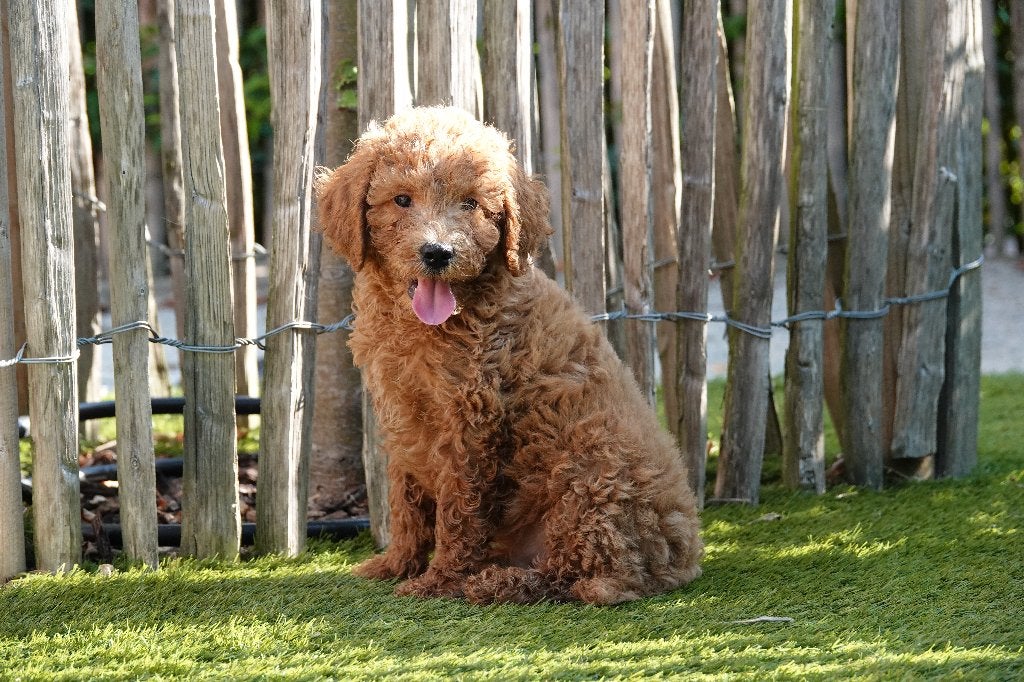 Prachtige Mini-Labradoodles; met stamboom, Dieren en Toebehoren, België, Overige rassen, 8 tot 15 weken, CDV (hondenziekte)