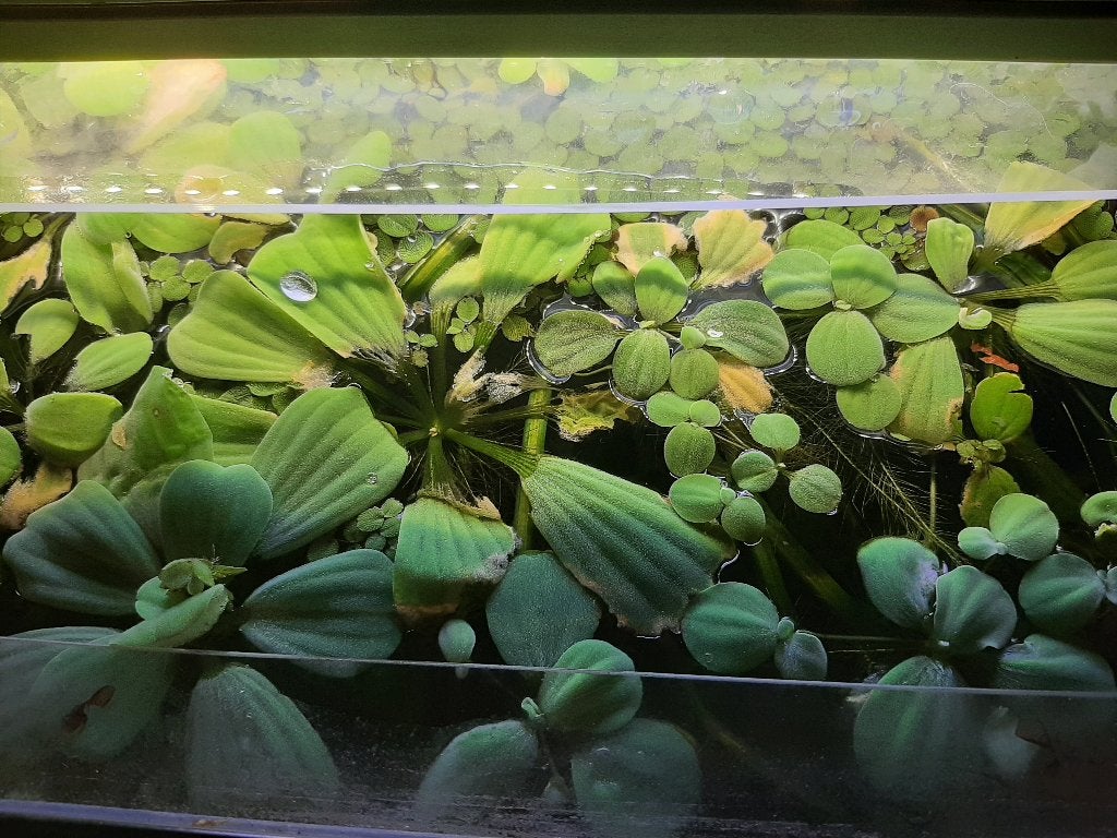 Drijfplantjenmix vlotvaren-watersla-eendekroos, Dieren en Toebehoren, Ophalen, Nieuw, Plant(en), Steen of Hout