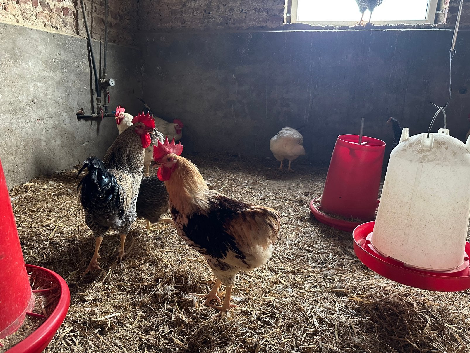 Lot de 25 gros coqs coucou et coqs soie, Animaux & Accessoires, Mâle, Poule ou poulet