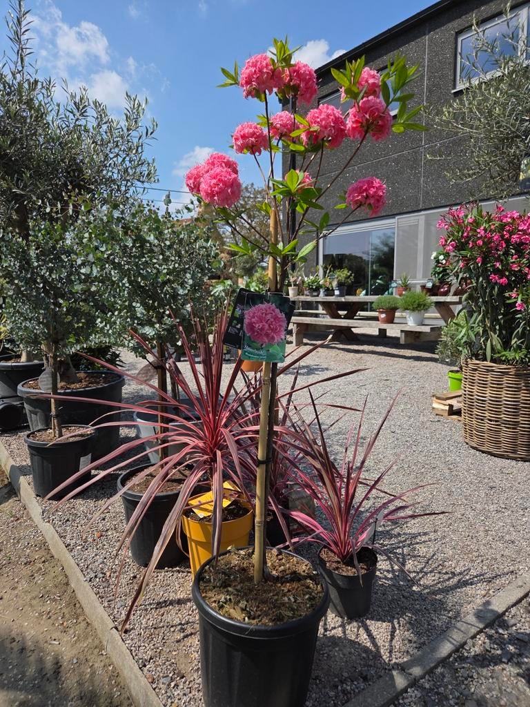 Azalea Knaphill op stam, Ophalen