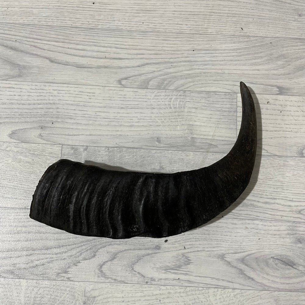 Waterbuffel hoorn los 50cm nr 310 | Lederstore, Collections, Enlèvement ou Envoi, Neuf, Animal de ferme, Bois ou Tête