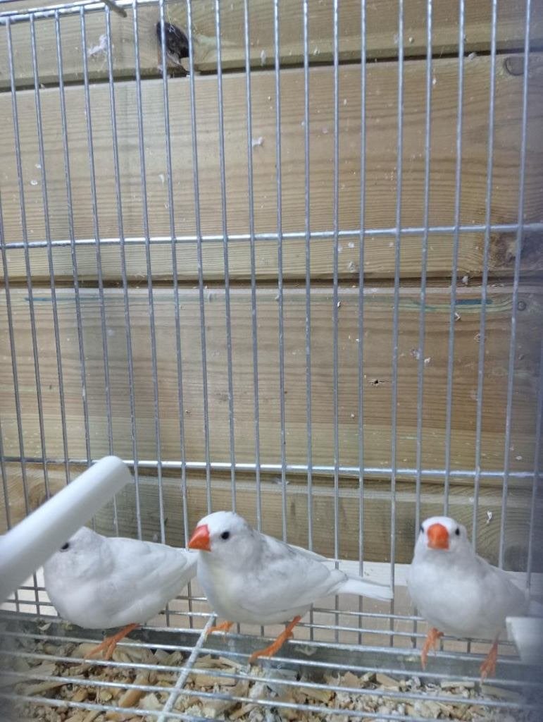 ZEBRAVINKEN 2026, Dieren en Toebehoren, Meerdere dieren, Tropenvogel