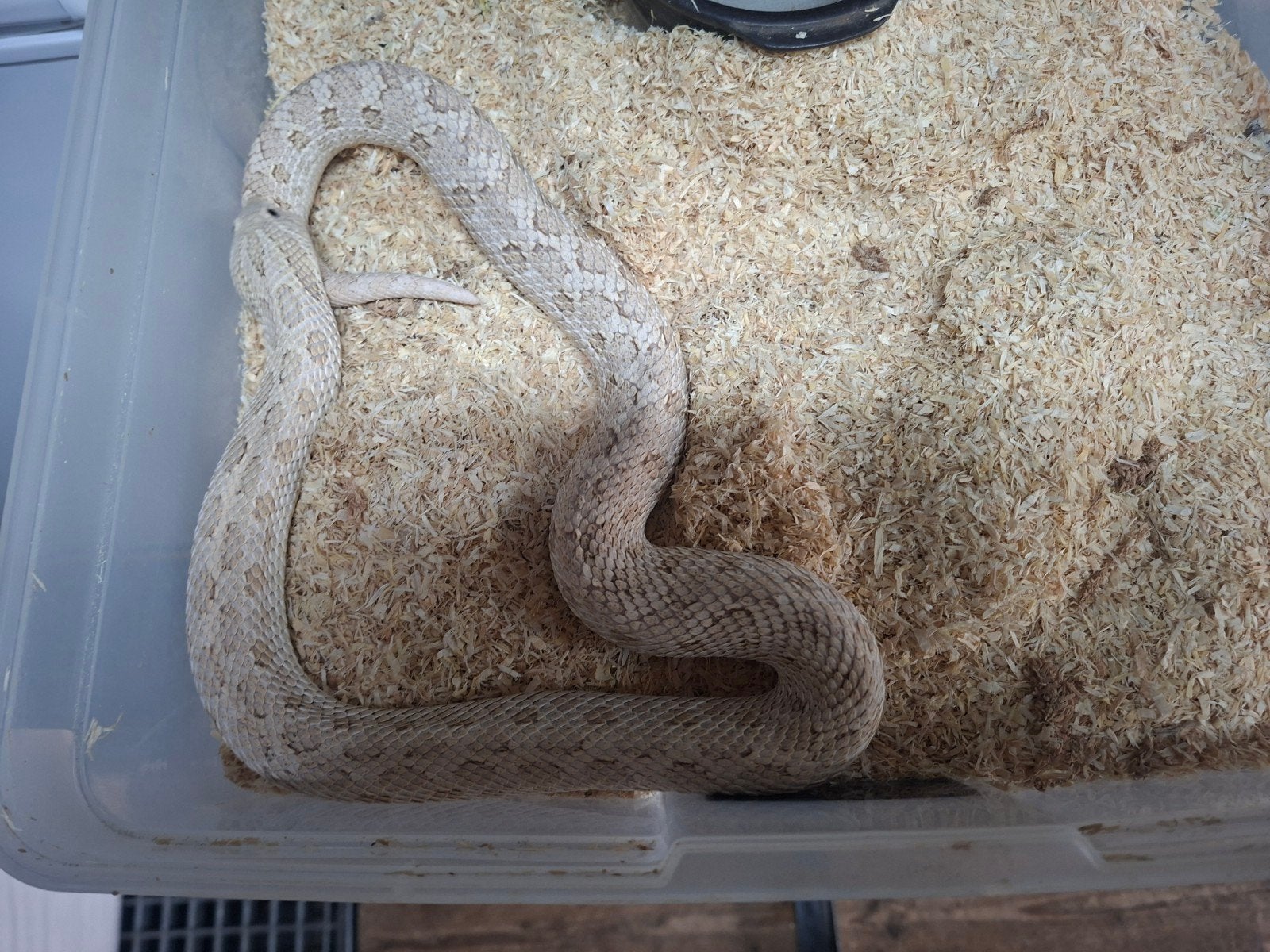 hognose toxic 1.1, Dieren en Toebehoren, Slang, Tam, 3 tot 6 jaar