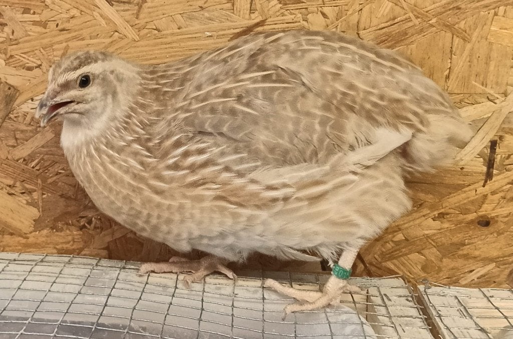 Trio Japanse kwartels - 1 haan en 2 hennen, Dieren en Toebehoren, Pluimvee