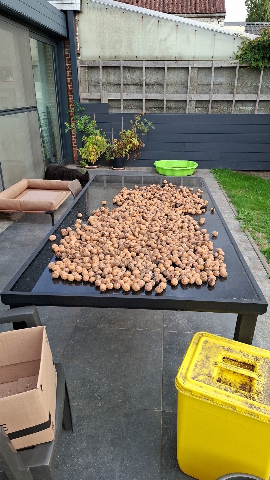 walnoten/okkernoten, Ophalen