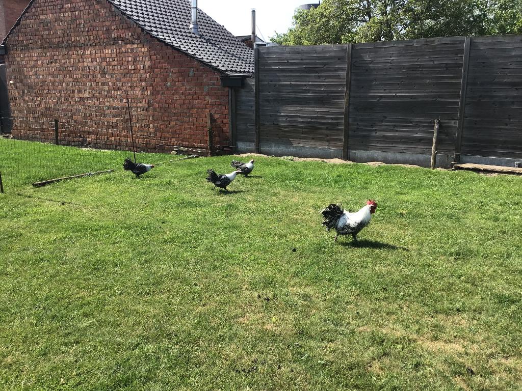 Broedeieren van Zilverbrakel + haan, Mâle, Poule ou poulet