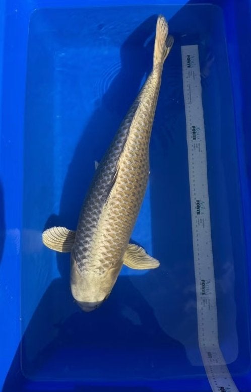 Mukashi Ogon koi 61cm, Dieren en Toebehoren, Vissen | Vijvervissen, Karper of Koi