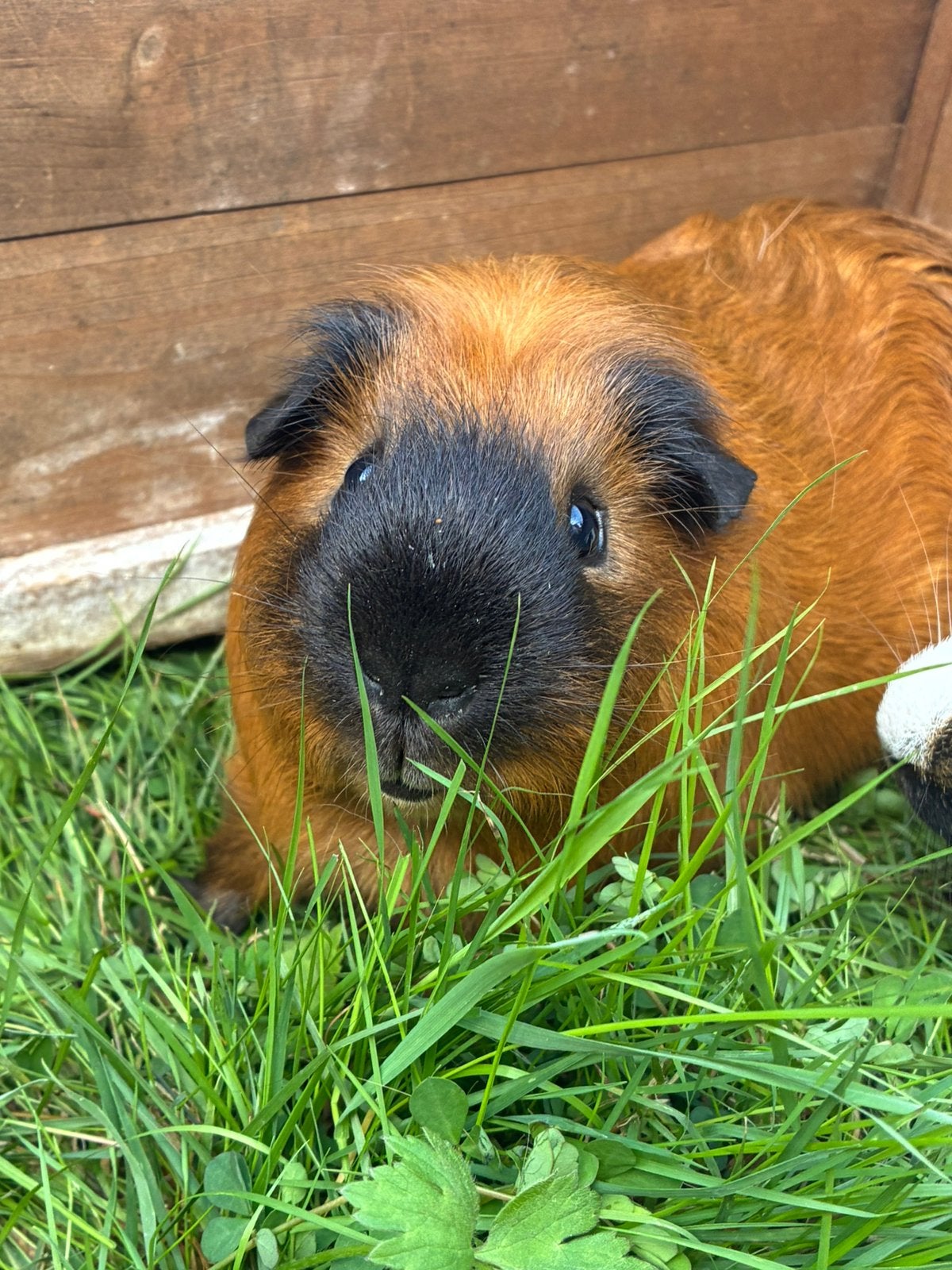 Gladharige mannelijke cavia, Animaux & Accessoires, Rongeurs, Mai, Mâle, Cobaye