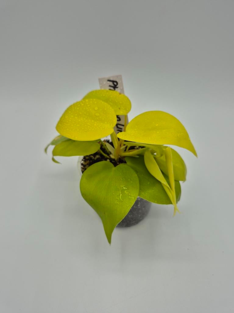 Philodendron lemon lime, Bijoux, Sacs & Beauté, Broches, Enlèvement ou Envoi, Cuivre