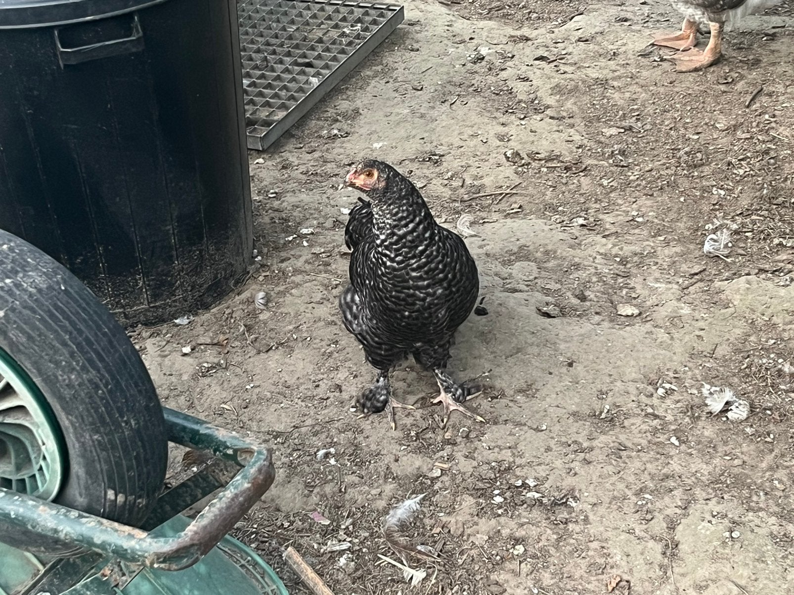 Haantje, Dieren en Toebehoren, Mannelijk, Kip