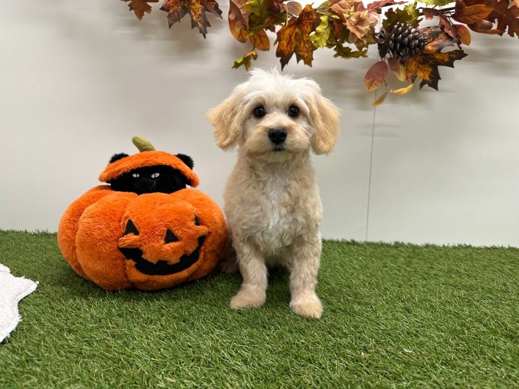 Maltipoo puberpups, België, 15 weken tot 1 jaar, Reu, CDV (hondenziekte)