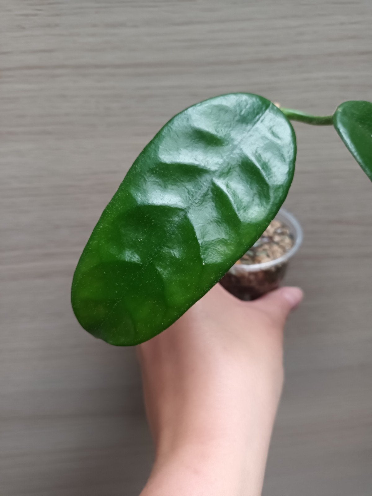 Hoya villosa cao dang, Huis en Inrichting, Ophalen of Verzenden