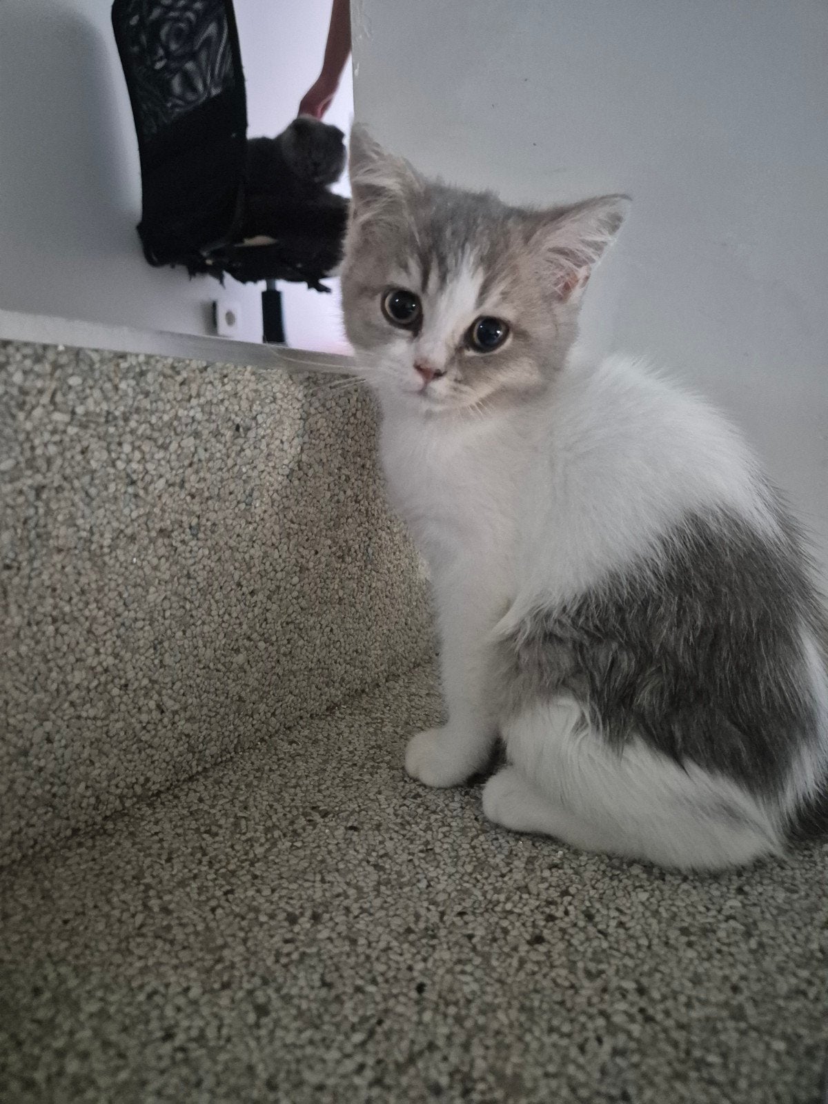 Britse korthaar, Dieren en Toebehoren, Katten en Kittens | Raskatten | Korthaar, Meerdere dieren, Gechipt, 0 tot 2 jaar