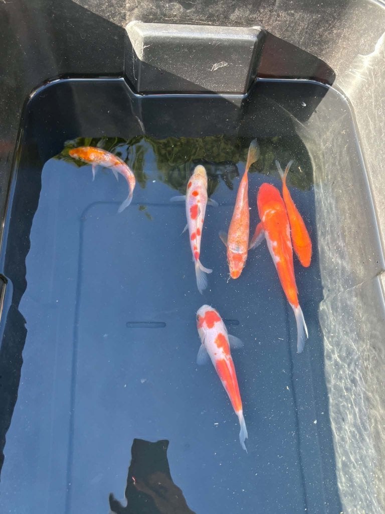 6 Koi – Kohaku, Tancho & Ginrin Kohaku, Dieren en Toebehoren, Karper of Koi