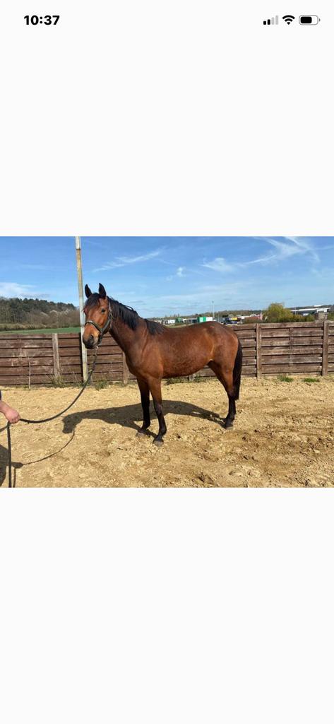 Brave 4 jarige ruin, Dieren en Toebehoren, Paarden, Z