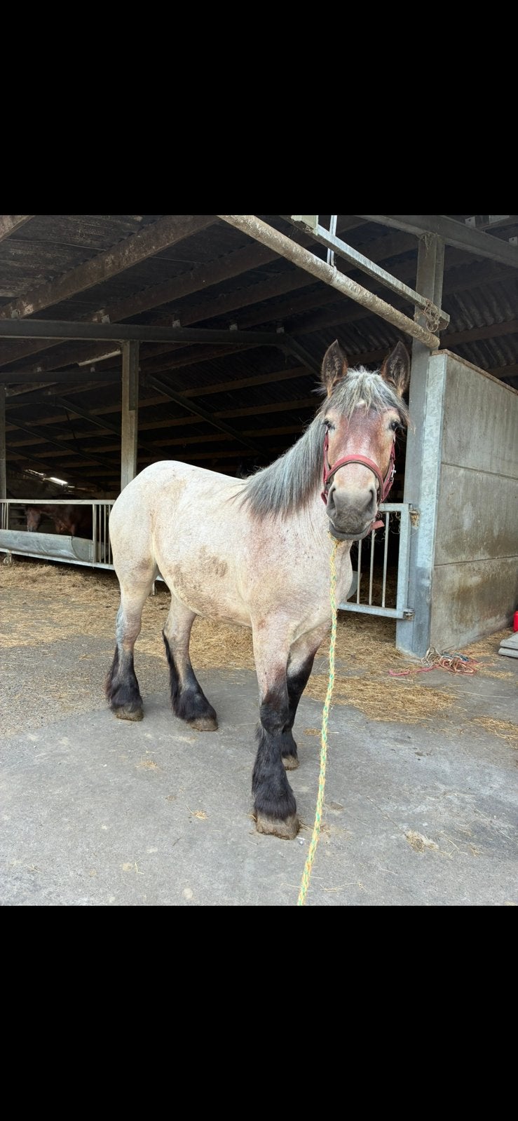 Groot trekpaard merrie, Merrie
