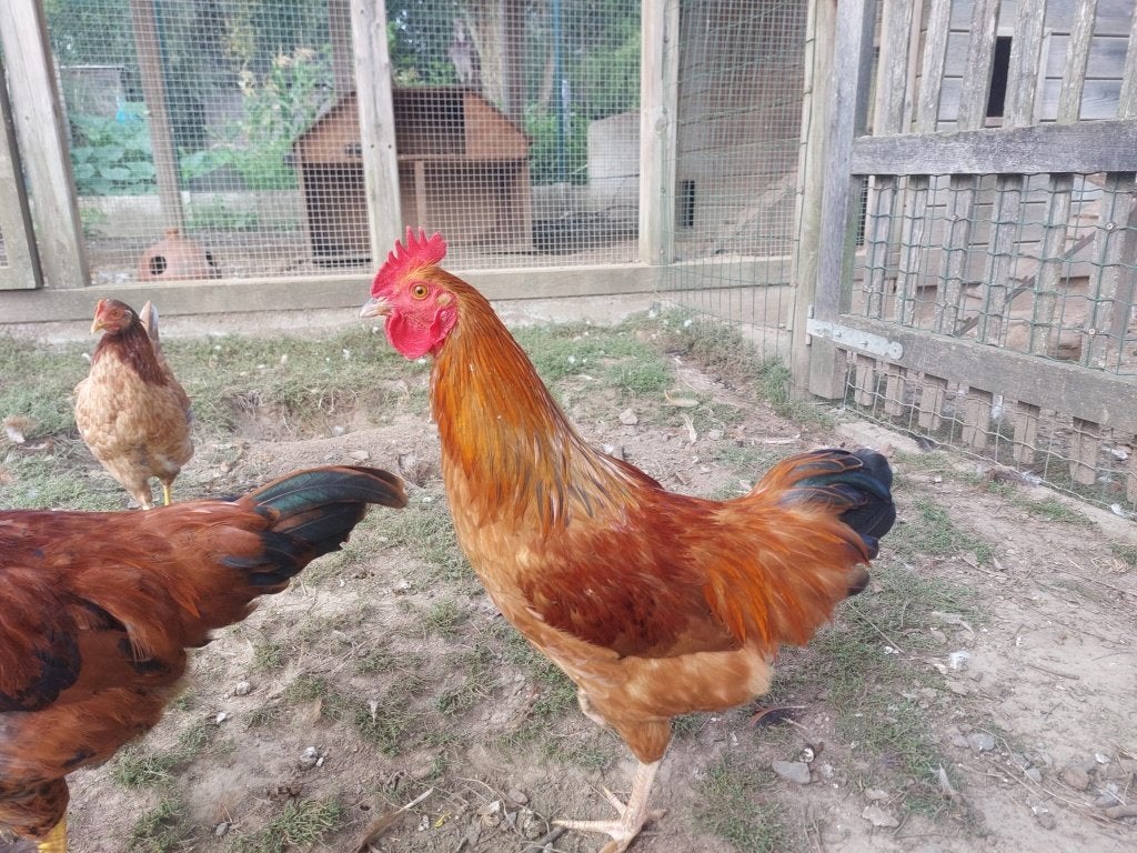 Hanen, Dieren en Toebehoren, April, Mannelijk